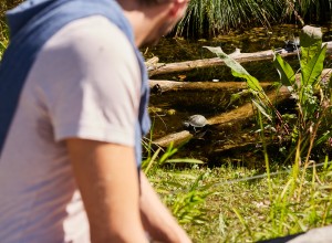 Sumpfschildkröte im Gehege im Nationalpark Donau Auen