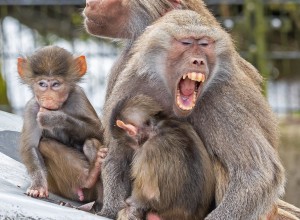 Mantelpavian im Tierpark Haag