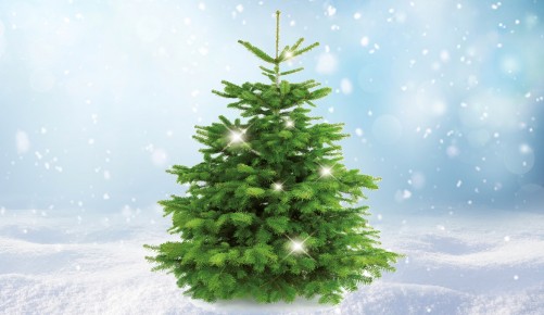 Christbaum Christbaumverkauf