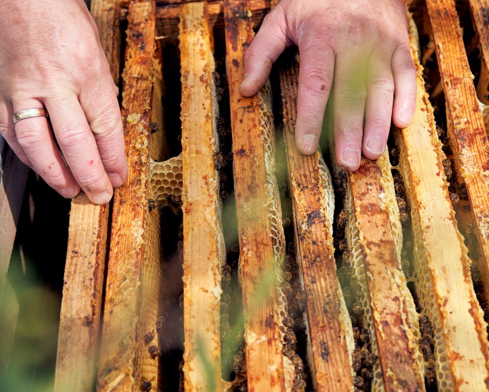 Bienenwaben 