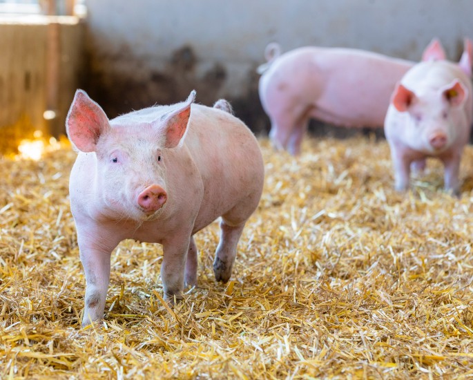 Schweinemast Bernhard Hochbruck in Aschbach Markt, am 28.04.2020 | (c) Johannes Brunnbauer