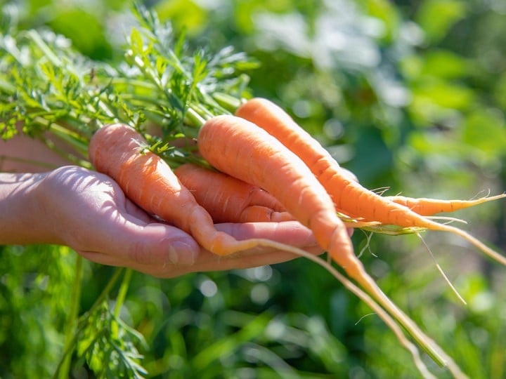 Karotten in der Hand 