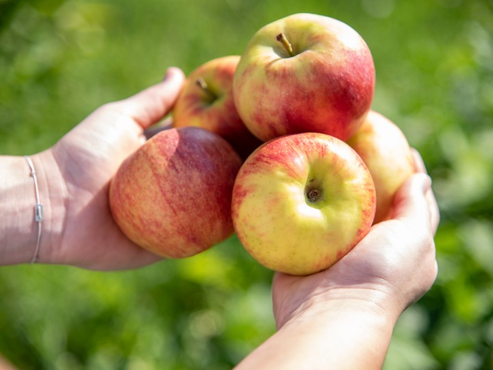 Äpfel in der Hand 