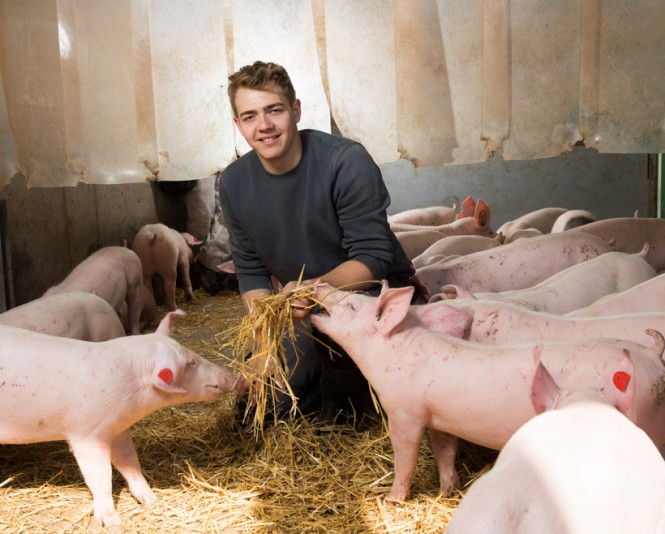 Bauer füttert Schweinchen