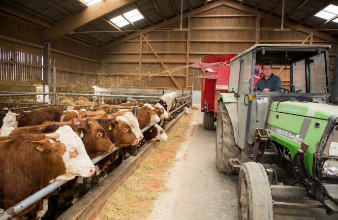 Lackermayer Bauer fährt mit Traktor durch Stall