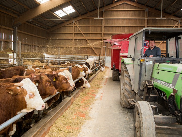 Lackermayer Bauer fährt mit Traktor durch Stall