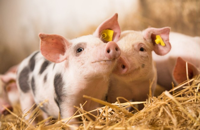 Schweinchen im Stall auf Heu