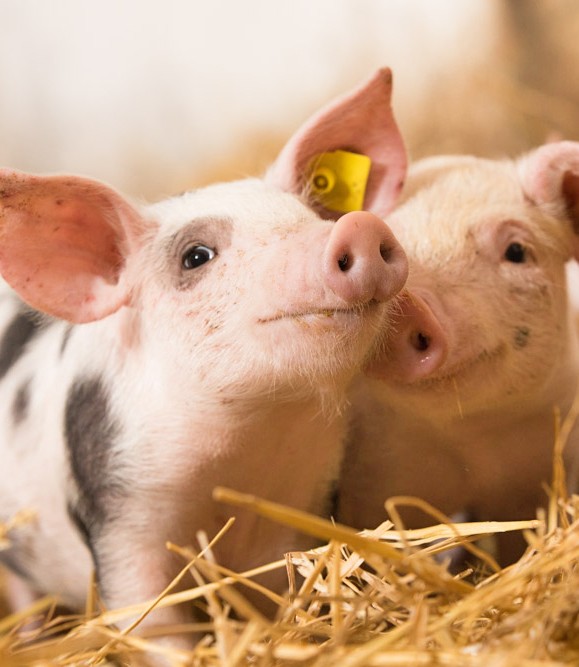 Schweinchen im Stall auf Heu