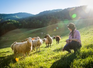 Mehrer Schafe und Schäferein auf einer Weide 
