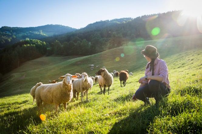 Mehrer Schafe und Schäferein auf einer Weide 