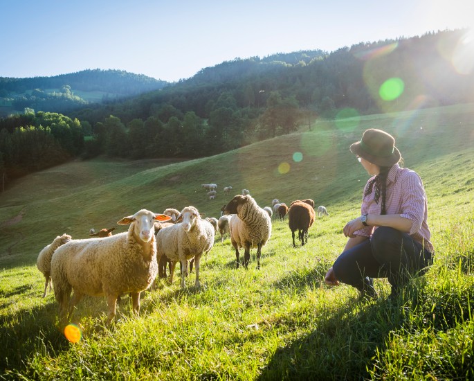 Mehrer Schafe und Schäferein auf einer Weide 