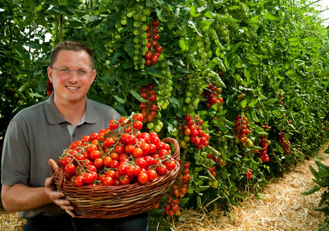 Alois Liebmann mit einem Korb voller Cocktailtomanten vor Tomatenpflanzen