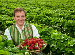 Lieferant gutmann hält einen Korb voller Erdbeeren
