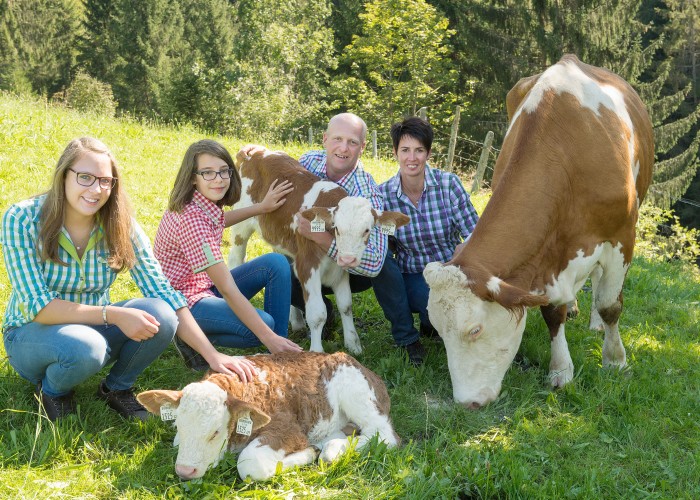 Salzburger Jungrind