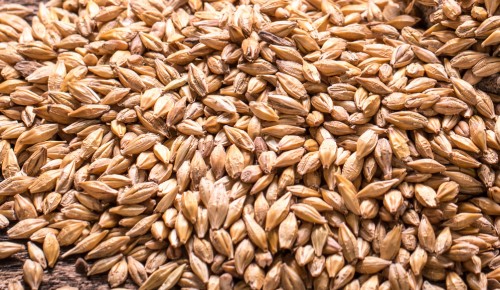 Barley on wooden table