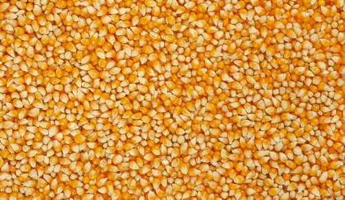 Unpopped popcorn, surface and background. A type of corn that expands from the kernel and puffs up when heated. Yellow seeds. Edible, raw, organic and vegan. Macro food photo, closeup, from above.