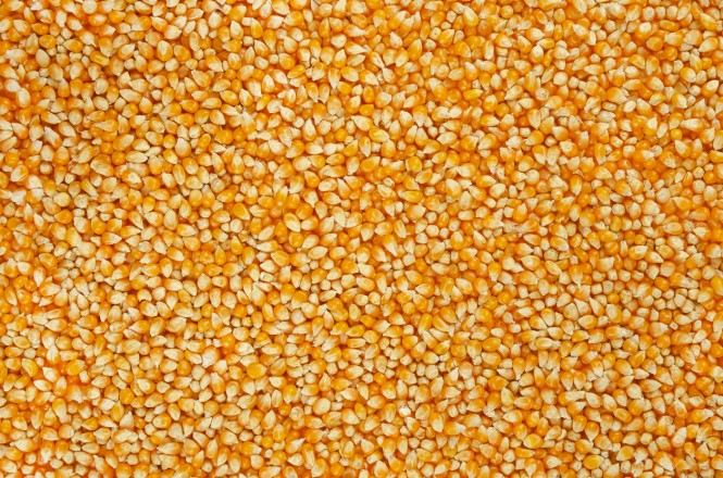Mais Unpopped popcorn, surface and background. A type of corn that expands from the kernel and puffs up when heated. Yellow seeds. Edible, raw, organic and vegan. Macro food photo, closeup, from above.