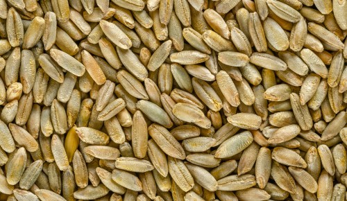 Rye grains, macro photo, from above. Secale cereale, grain, cover and forage crop. Member of wheat tribe. Used for flour, bread, beer, whiskey, vodka and animal fodder. Food photo, close up.