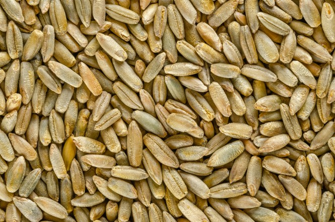 Roggen Rye grains, macro photo, from above. Secale cereale, grain, cover and forage crop. Member of wheat tribe. Used for flour, bread, beer, whiskey, vodka and animal fodder. Food photo, close up.