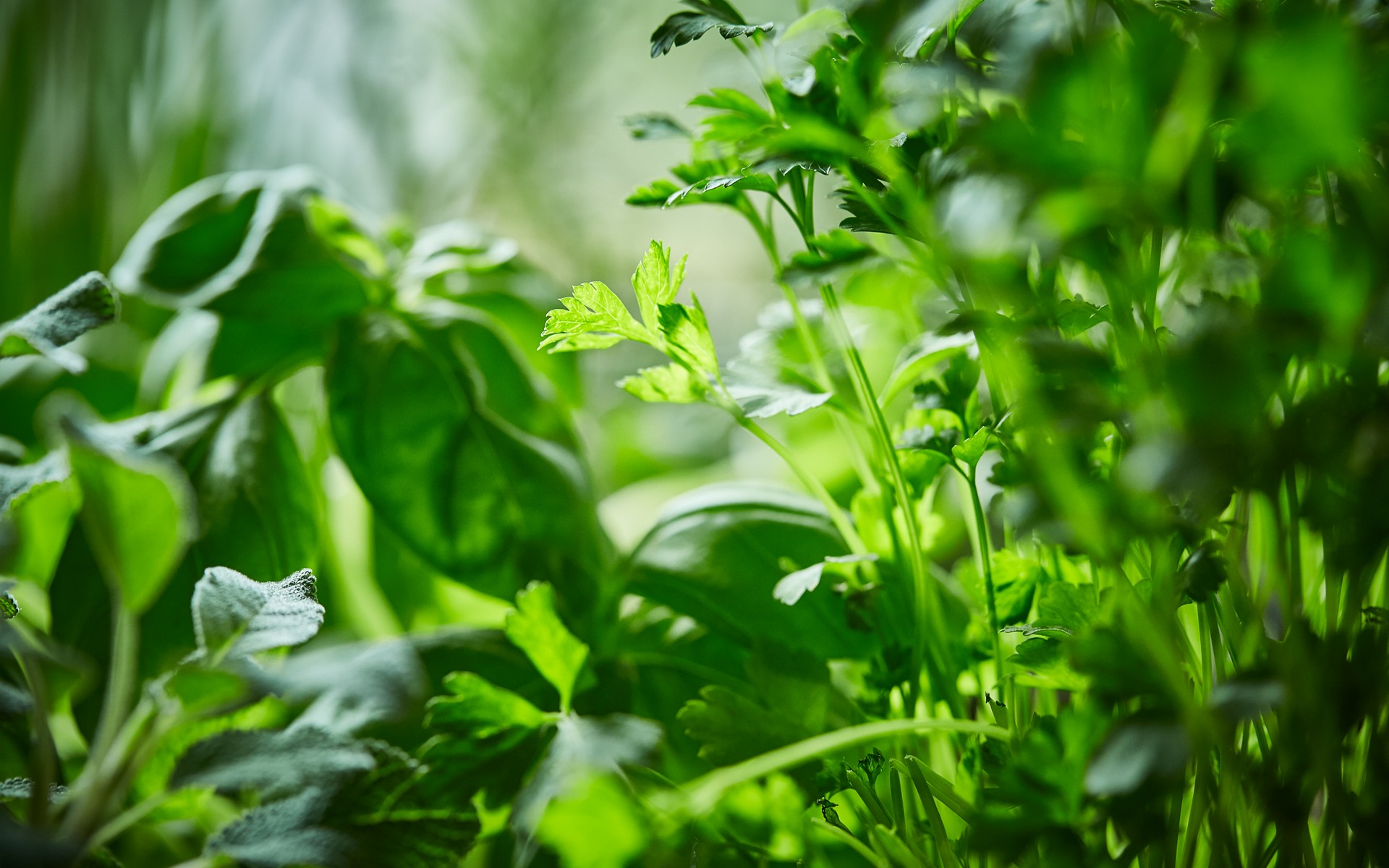 SPAR-Gartenzone Kräuter