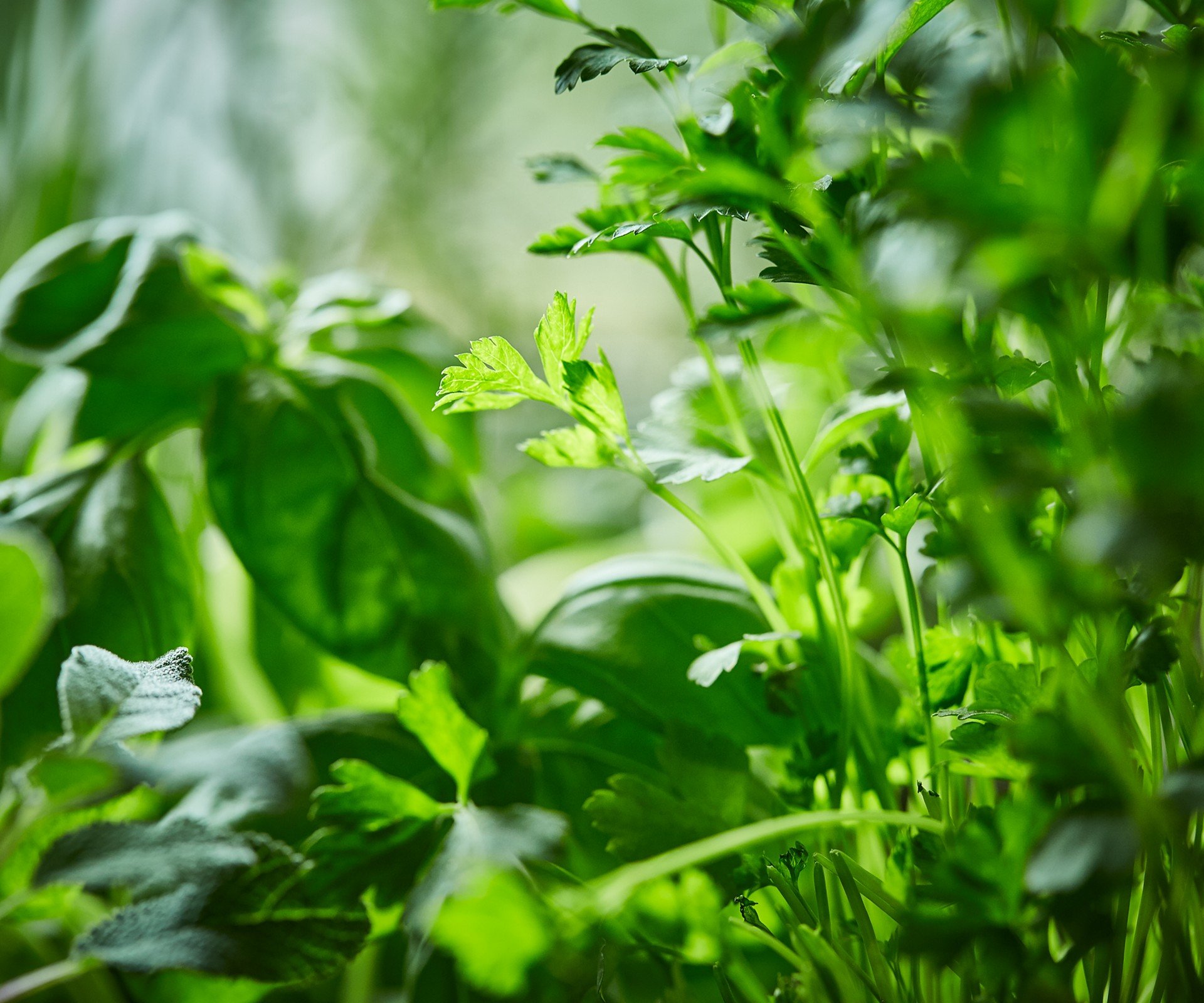 SPAR-Gartenzone Kräuter