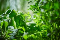 SPAR-Gartenzone Kräuter