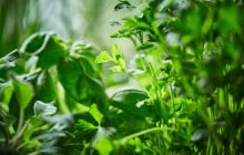 SPAR-Gartenzone Kräuter