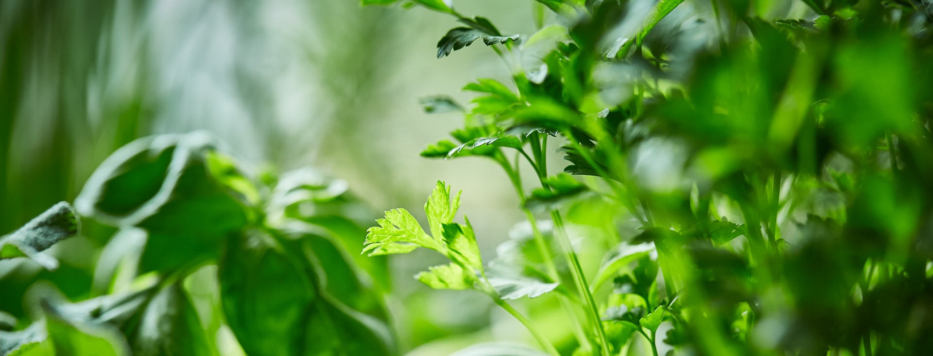 SPAR-Gartenzone Kräuter