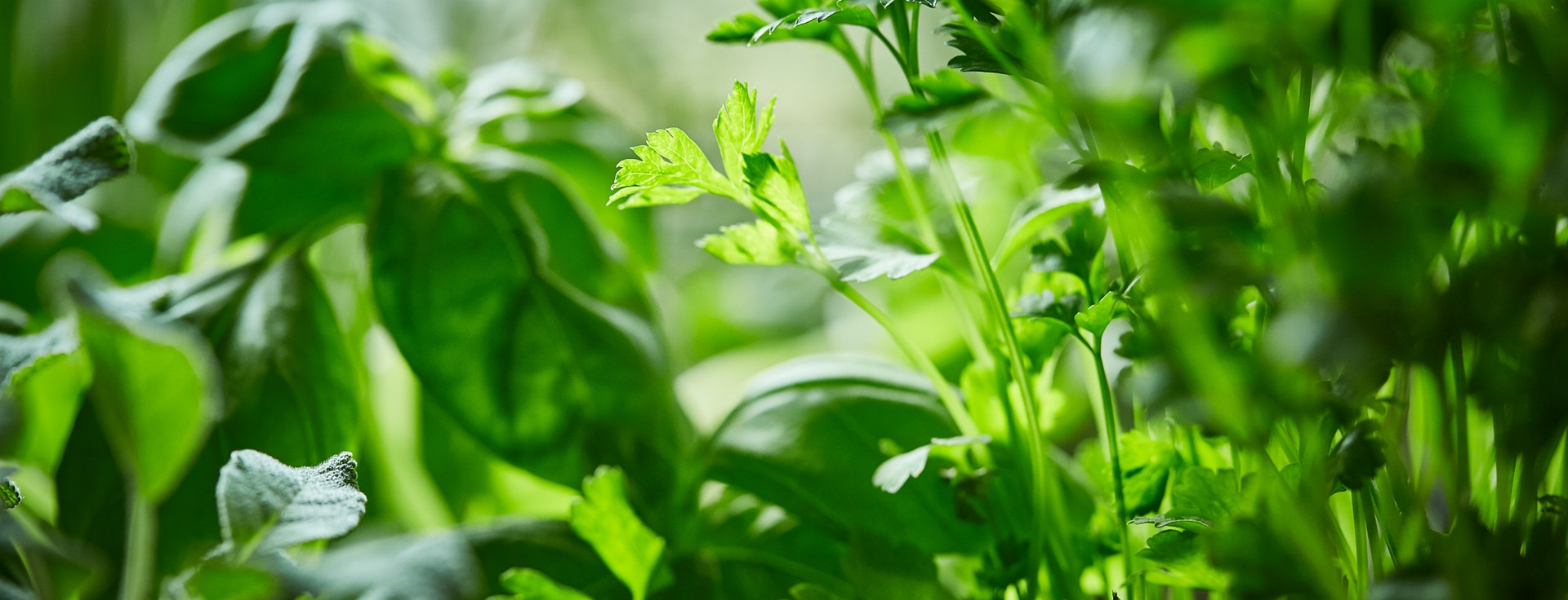 SPAR-Gartenzone Kräuter