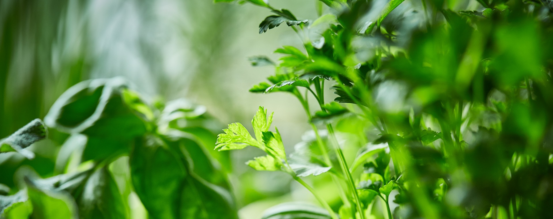 SPAR-Gartenzone Kräuter