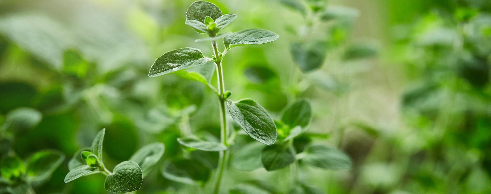 SPAR-Gartenzone Kräuter