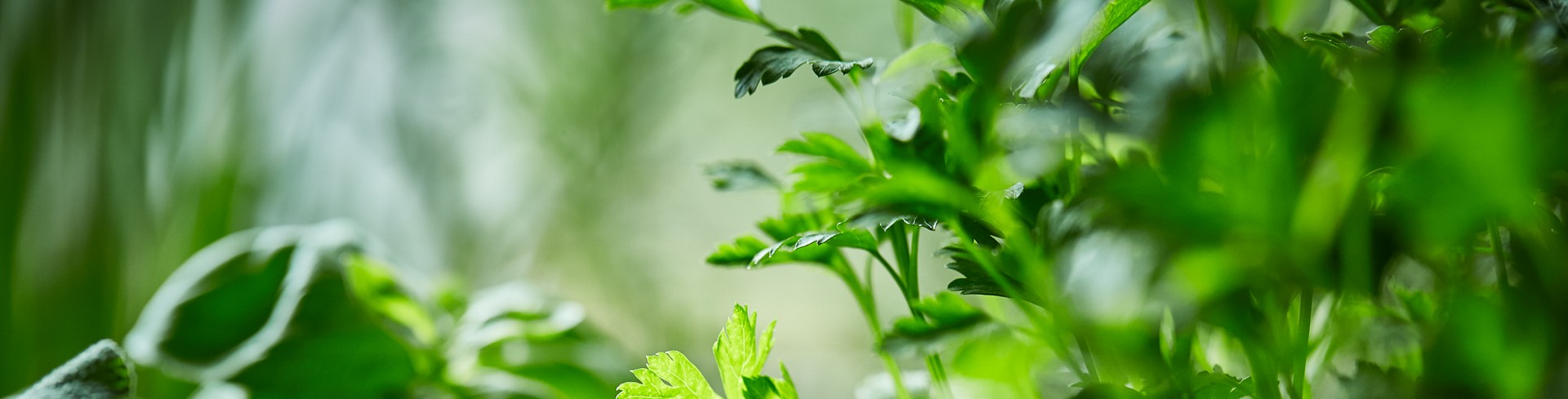 SPAR-Gartenzone Kräuter