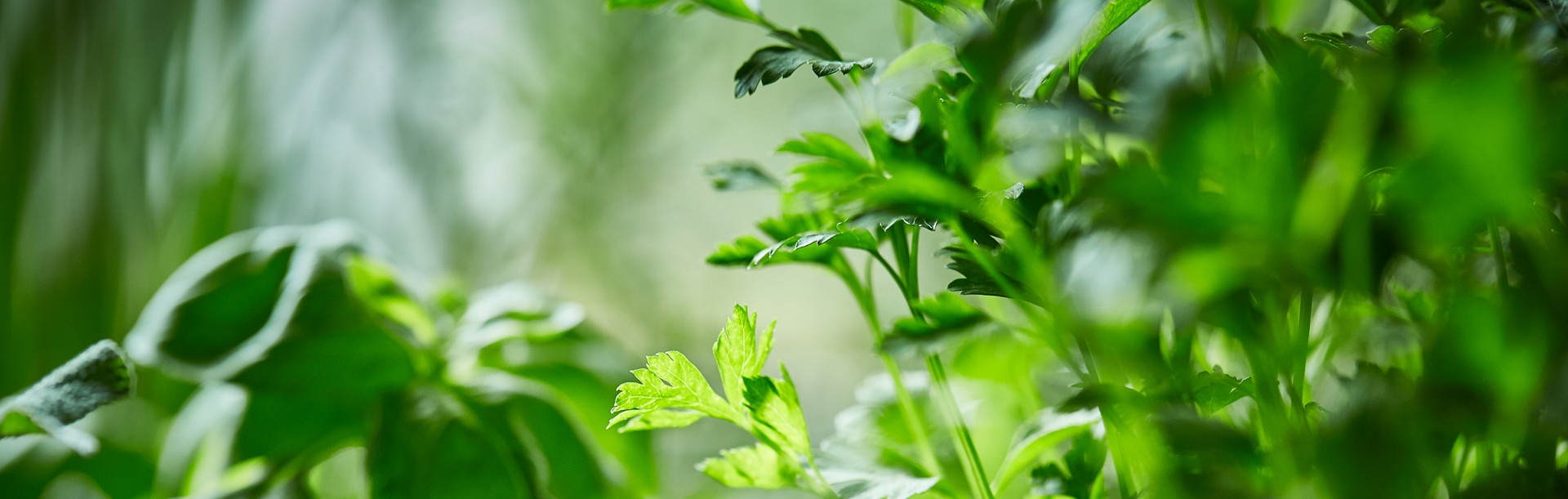 SPAR-Gartenzone Kräuter