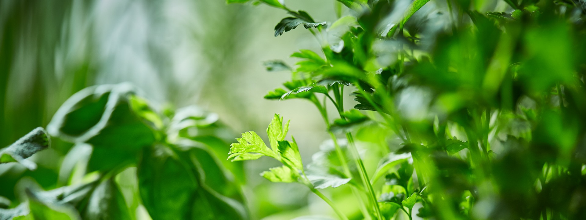SPAR-Gartenzone Kräuter