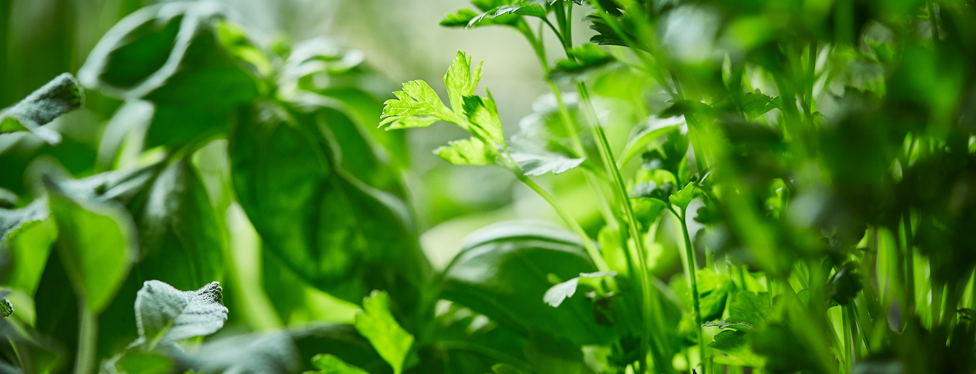 SPAR-Gartenzone Kräuter