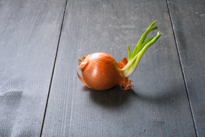 seedling red onion on dark wooden