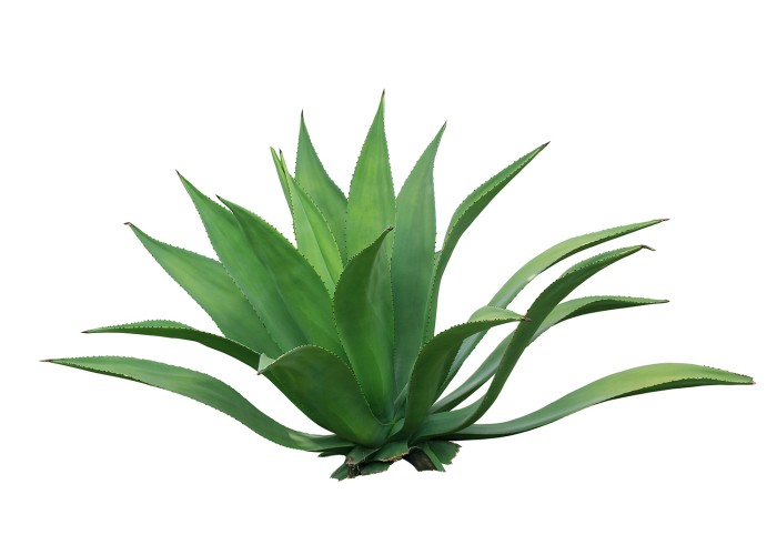 Agave Pflanze