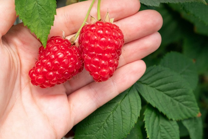 Marry Icetea Beeren