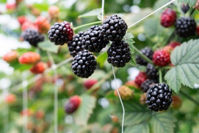 Marry Icea Beeren