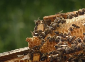 Bienen auf Honigwaben