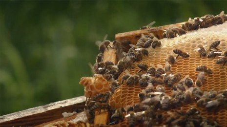 Bienen auf Honigwaben