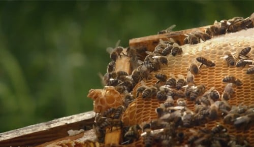 Bienen auf Honigwaben
