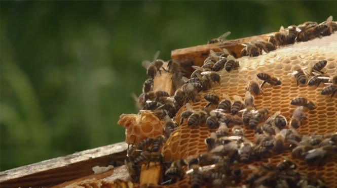 Bienen auf Honigwaben