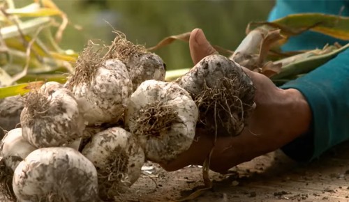 SPAR Natur*pur Bio-Knoblauch bei der Ernte
