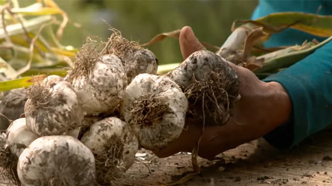 SPAR Natur*pur Bio-Knoblauch bei der Ernte