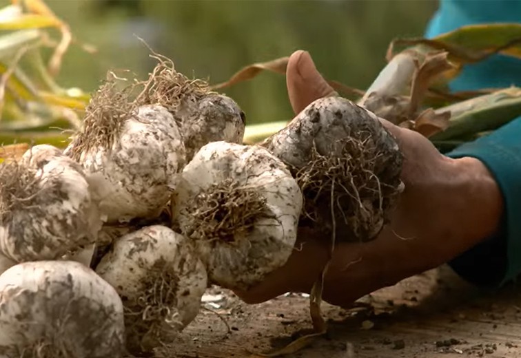 SPAR Natur*pur Bio-Knoblauch bei der Ernte