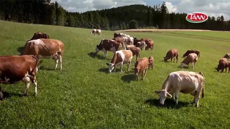Weidekühe auf grüner Wiese