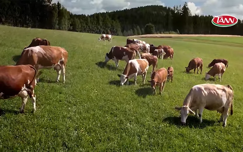 Weidekühe auf grüner Wiese
