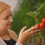 Blumauer Tomaten bei der Kontrolle