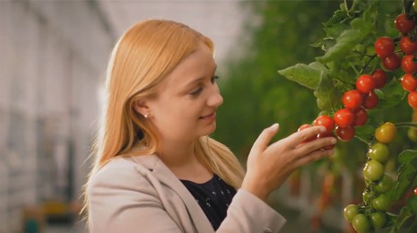 Blumauer Tomaten bei der Kontrolle